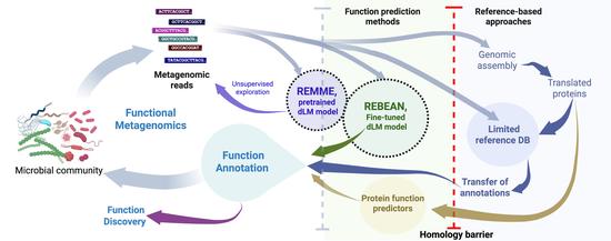 REBEAN - DNA Language Model for metagenomic exploration